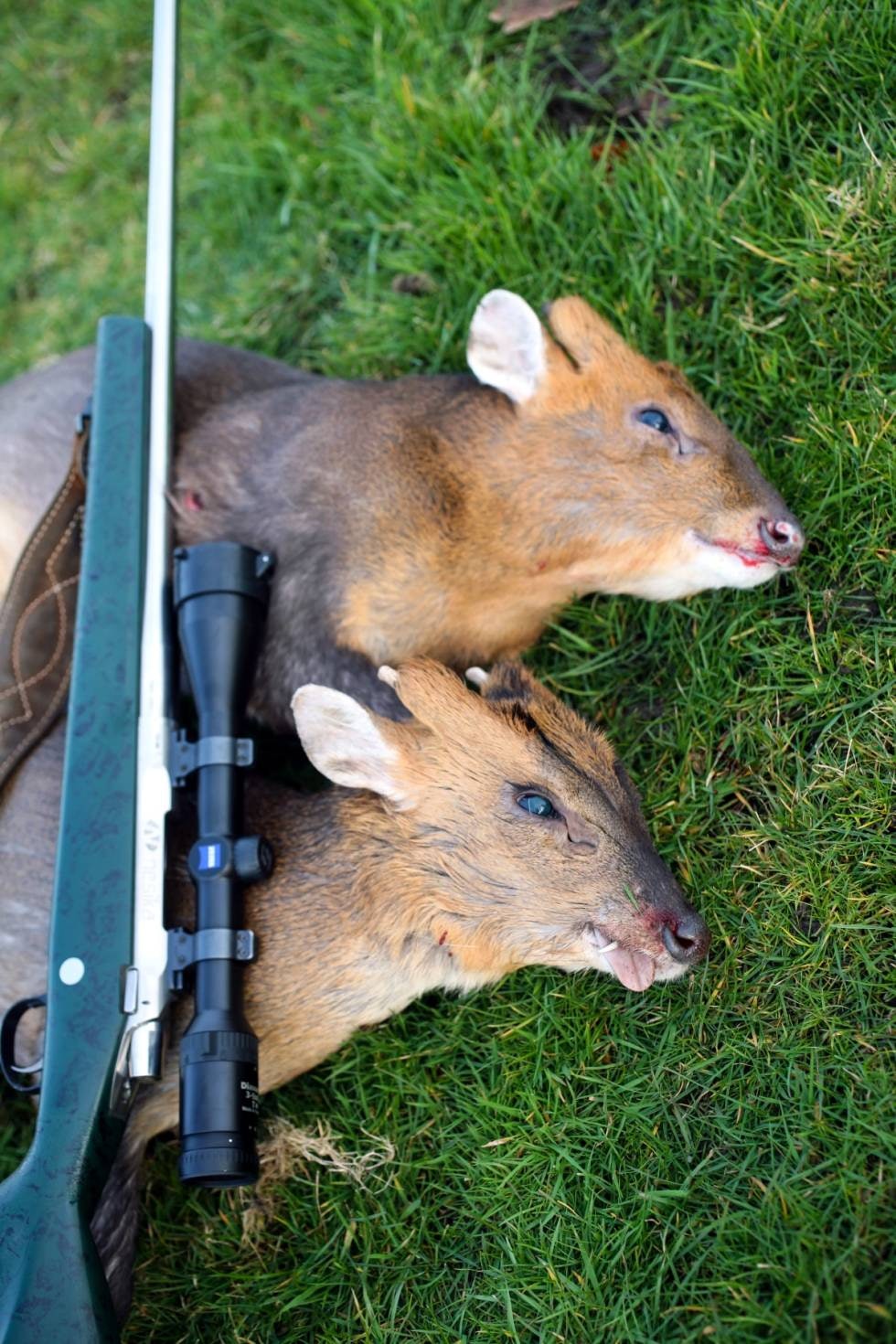DOUBLÈ: De små muntjackene står omtrent aldri i ro, så jegeren må være på hugget og avgi skudd umiddelbart etter at dyrene stopper opp.
