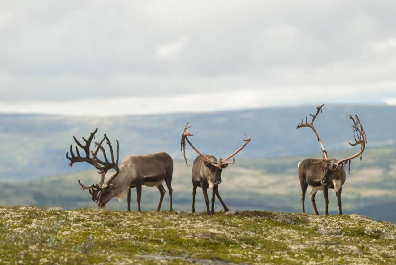 Oppgang: Statitstikken for villreinjakta 2021 viser oppgang, særlig på grunn av økt avskyting på Hardangervidda. (Ill.foto: Nils Olav Talgøy) rein villrein reinsdyr foto: Nils Olav Talgøy