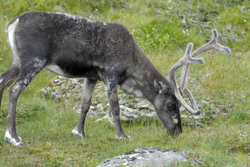 SMÅBUKK: En typisk ”Kløftbukk” med to tagger, kløft i toppen av gevirstengene. 16004 Småbukk med tre tagger i hver gevirstang. SMÅBUKK: En typisk ”Kløftbukk” med to tagger, kløft i toppen av gevirstengene. 16004 Småbukk med tre tagger i hver gevirstang.