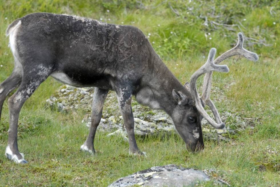 SMÅBUKK: En typisk ”Kløftbukk” med to tagger, kløft i toppen av gevirstengene. 16004 Småbukk med tre tagger i hver gevirstang.