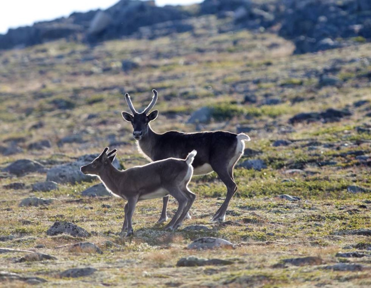 Forskningsprosjektet viser at reinkalver blir smitta av parasitter fra sau ved saltsteiner. (arkivfoto) villrein reinsdyr