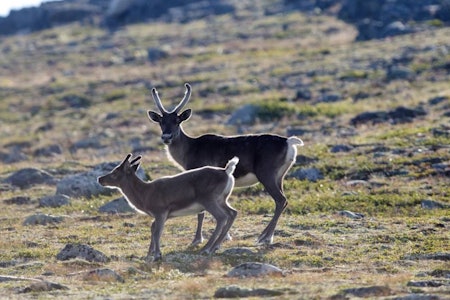 Forskningsprosjektet viser at reinkalver blir smitta av parasitter fra sau ved saltsteiner. (arkivfoto) villrein reinsdyr