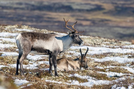 Villreinsimle og reinskalv liggende i lyng og snø