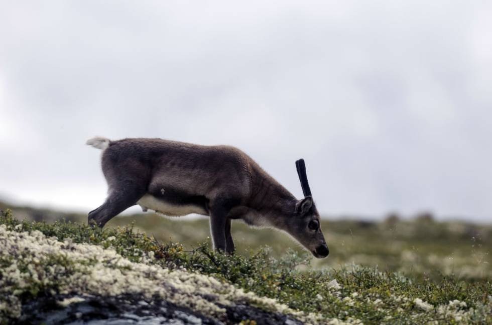 VILLREINKALV:  Med lange rette gevirstenger.