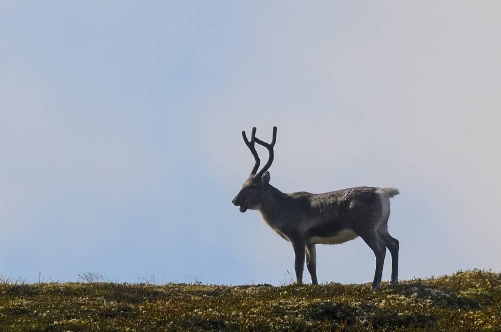 UVANLIG STORT GEVIR:  Variasjonene kan være store, dette er også en villreinkalv med uvanlig stort gevir.