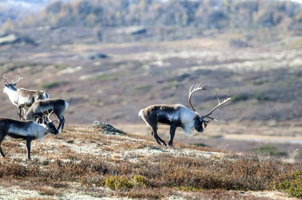 BRUNSTIG BUKK: Typisk tegn, bukken setter føttene sammen og pisser på føttene. BRUNSTIG BUKK: Typisk tegn, bukken setter føttene sammen og pisser på føttene.