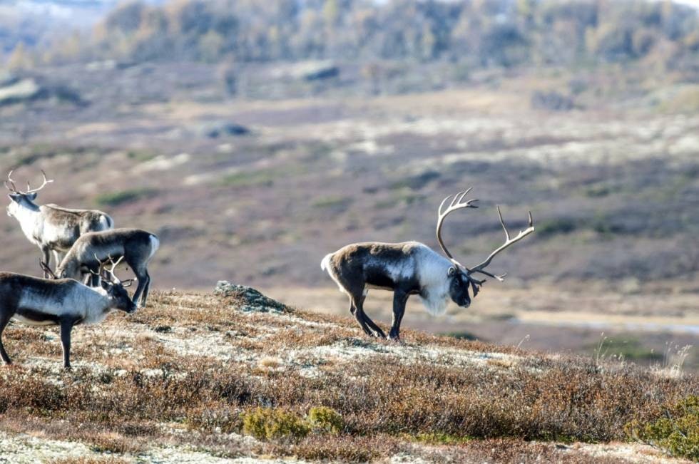 BRUNSTIG BUKK: Typisk tegn, bukken setter føttene sammen og pisser på føttene.