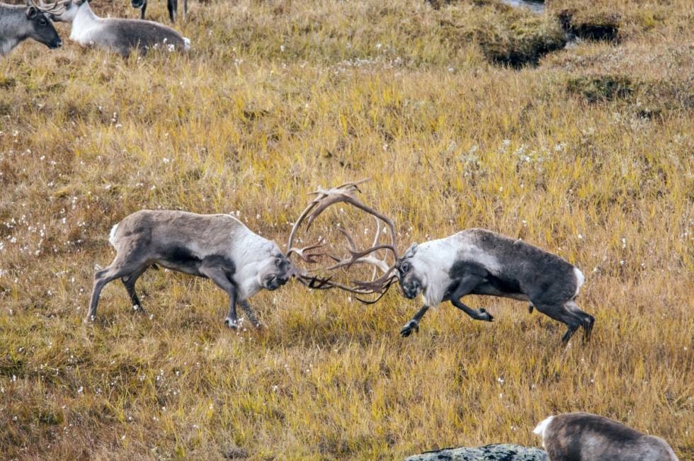 BRUNSTIGE BUKKER: Kranglende storbukker, det er brunst!