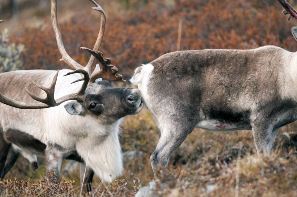 BRUNSTIG BUKK: Snuser og slikker simlene i bakenden! BRUNSTIG BUKK: Snuser og slikker simlene i bakenden!