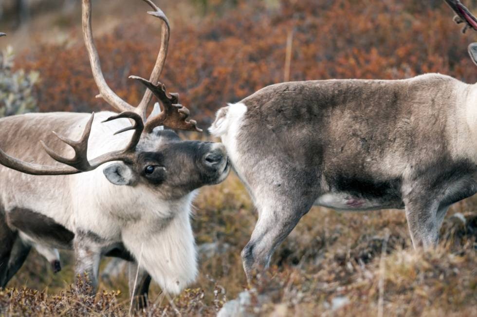 BRUNSTIG BUKK: Snuser og slikker simlene i bakenden!