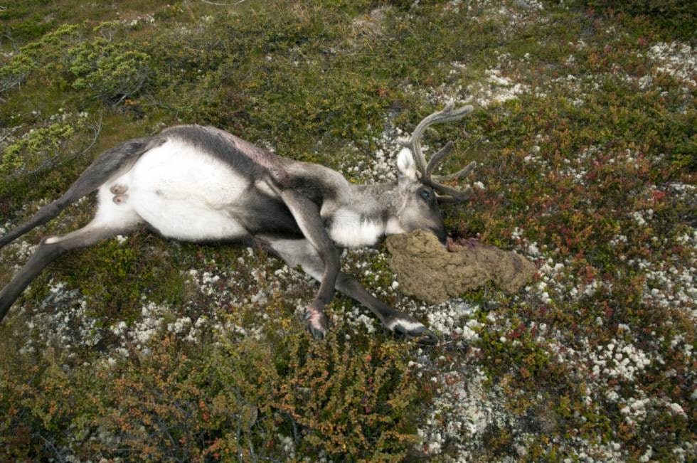 TA UT VOMMA MED EN GANG DYRET ER SKUTT: Her ser vi at trykket i vomma har blitt så stort at vominnhold har blitt presset opp gjennom spiserøret og ut gjennom kjeften.