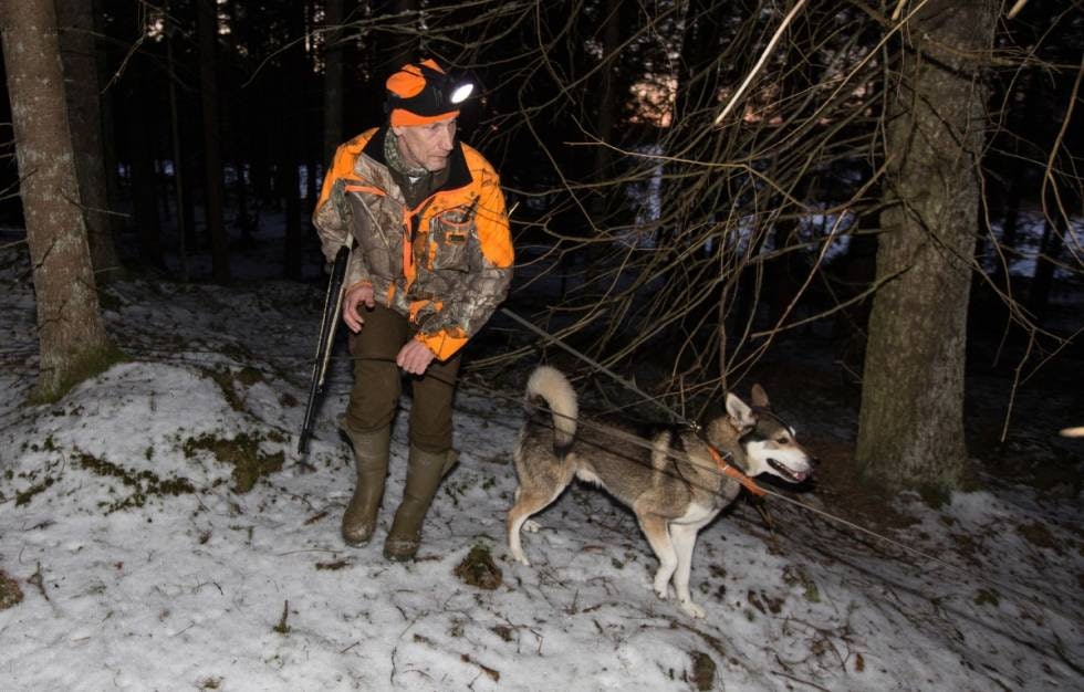 SLIPPES LØS: Når Roy slippes har han til oppgave å stoppe det skadde dyret. Oda holdes alltid i bånd, så om Roy skulle havne på avveie kan Bula fortsette å spore med Oda.