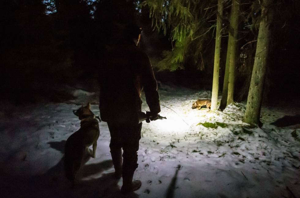 NATTAKTIV; Bula liker å spore hjortevilt og villsvin i mørket. – Da er dyrene, som er nattaktive, roligere. NATTAKTIV; Bula liker å spore hjortevilt og villsvin i mørket. – Da er dyrene, som er nattaktive, roligere.