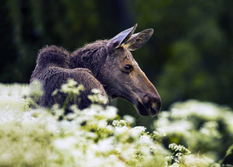 SMITTET: To elger er påvist smittet av den farlige sykdommen CWD.