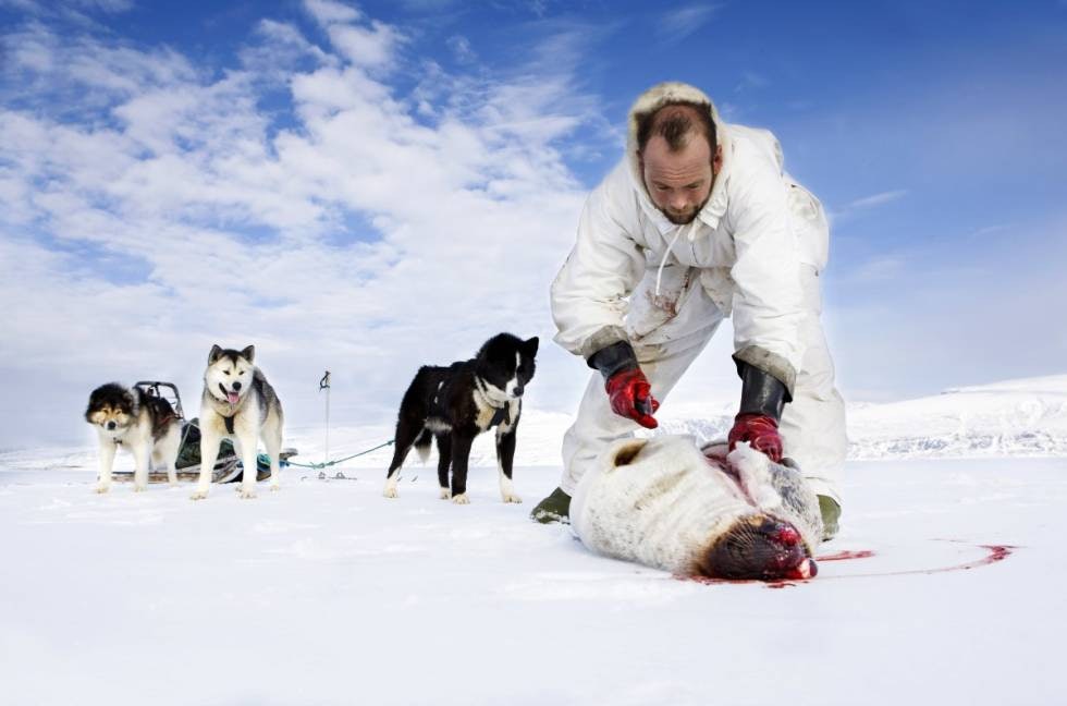 SELJAKT: Jakten på sel er en viktig del av matauken til en jeger og fangstmann på Svalbard. Absolutt alt tas vare på. Spekket brukes som kosttilskudd for Grønlandshundene. Lite sjøis de senere årene har gjort at han ikke har jaktet på ringsel.