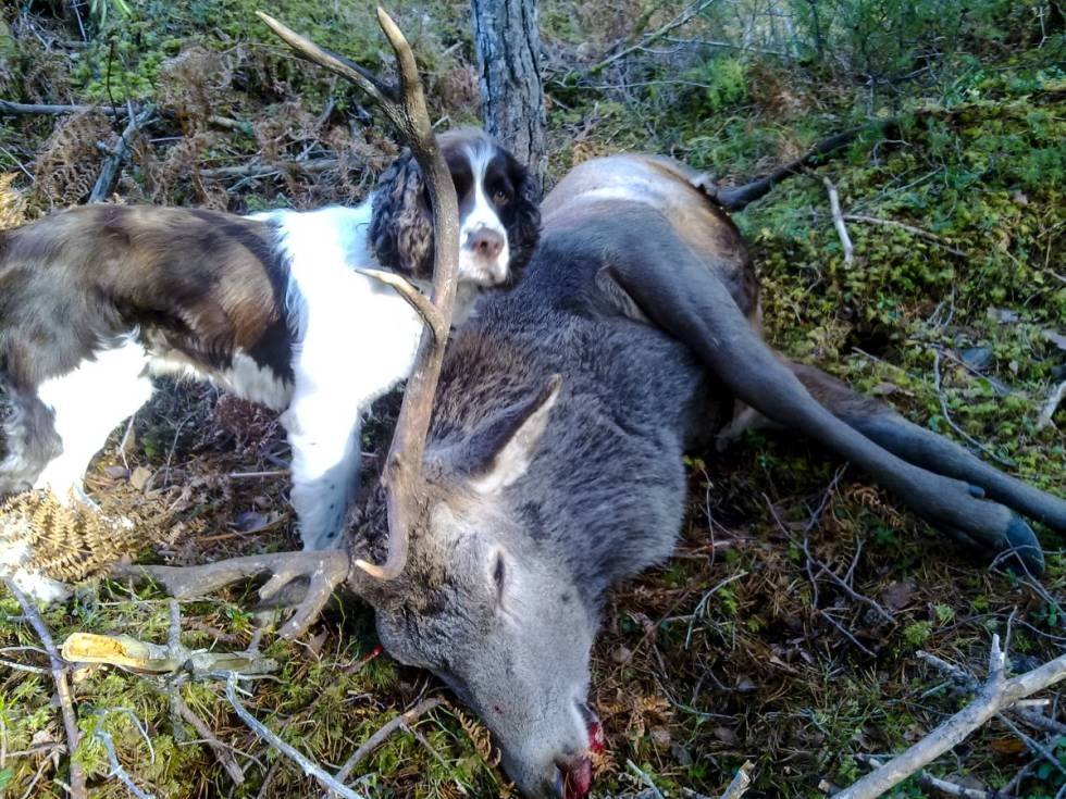 SNIKJAKT MED HUND: Nydelig bukk felt etter snikjakt med hund i favoritterrenget Frivika. SNIKJAKT MED HUND: Nydelig bukk felt etter snikjakt med hund i favoritterrenget Frivika.