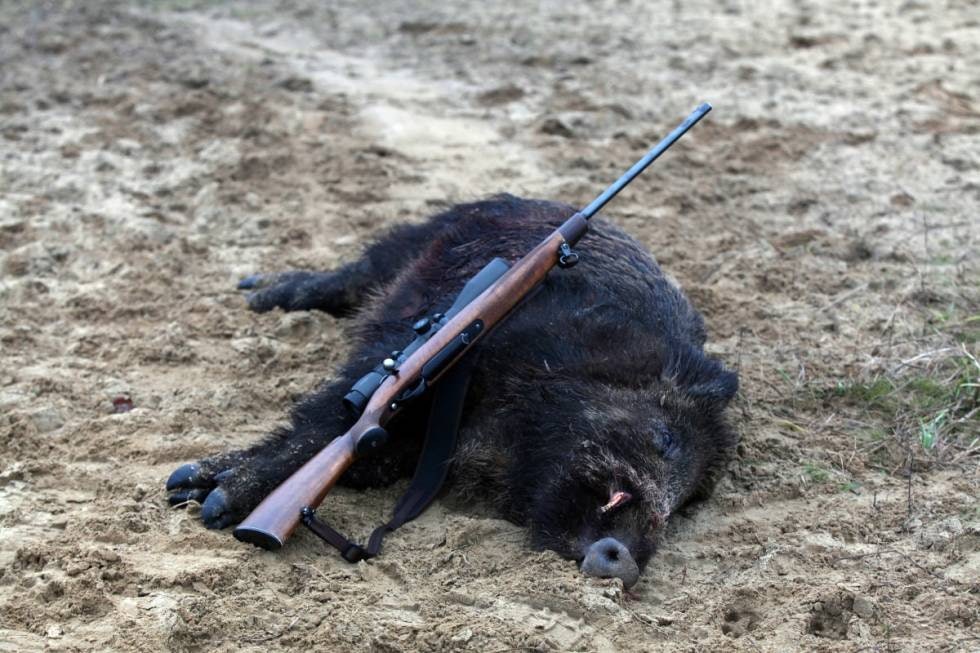 STORE KEILERE: Under all slags jakt i Ungarn er det slett ikke uvanlig også å få skuddsjanser på storvokste villsvin.
