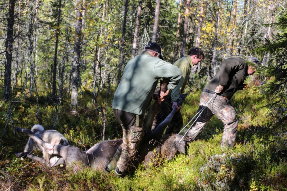 ROLIG OG TRYGG: 16 år gamle Sondre Rønningen har vært med far sin og jaktet elg siden han var en neve stor, og da blir selve skuddet bare en liten del av hele jakta.