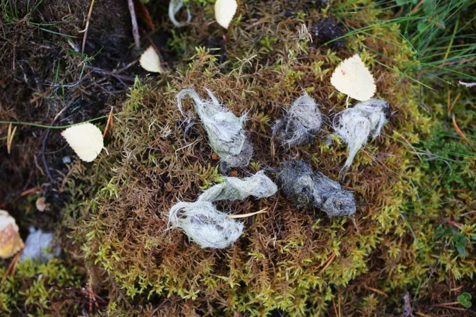 ULV, ULV!: Karene på Rønningen jaktlag har funnet 6-7 elgkadaver i løpet av ettersommeren, og det er klart at det klår på elgstammen i området.