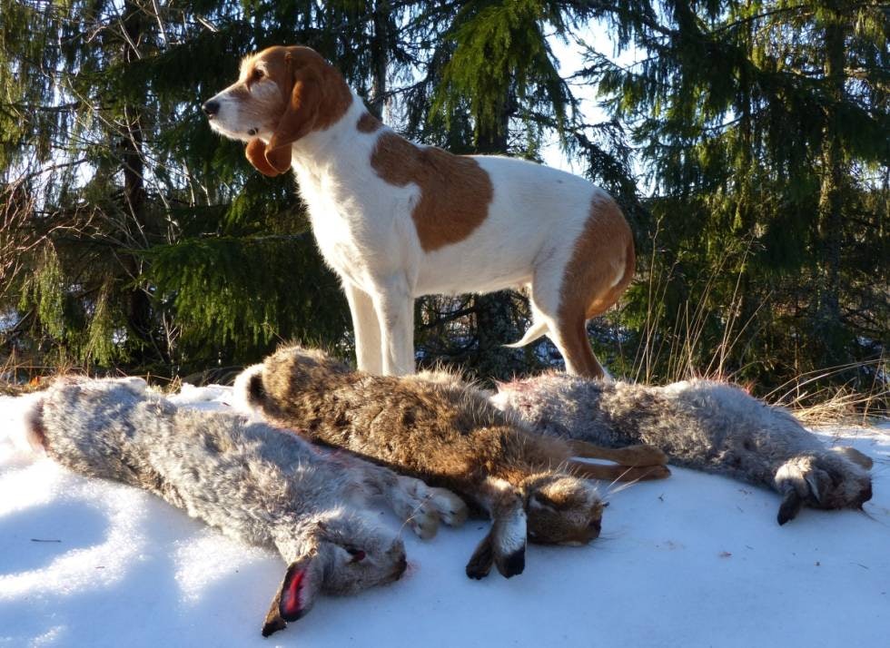 SCHWEIZER LAUFHUND: Vilma - vakker som bare det og av beste merke.