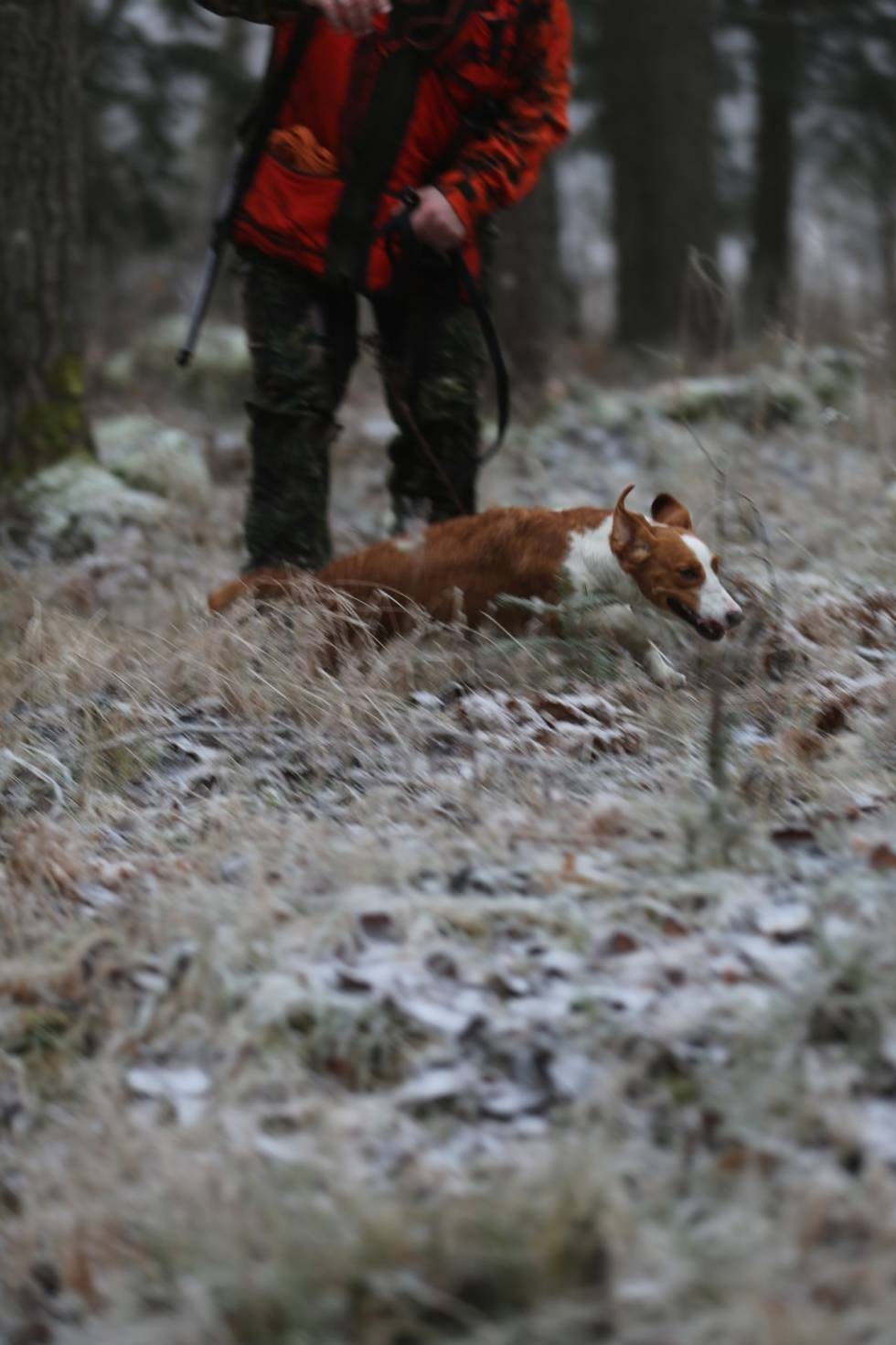 ERFAREN HUNDEKAR: Hans Simensen har lang erfaring fra jakt både med drivende hunder og ikke minst stående fuglehunder. Her bare sitrer dreveren Märta etter å komme i aksjon ERFAREN HUNDEKAR: Hans Simensen har lang erfaring fra jakt både med drivende hunder og ikke minst stående fuglehunder. Her bare sitrer dreveren Märta etter å komme i aksjon