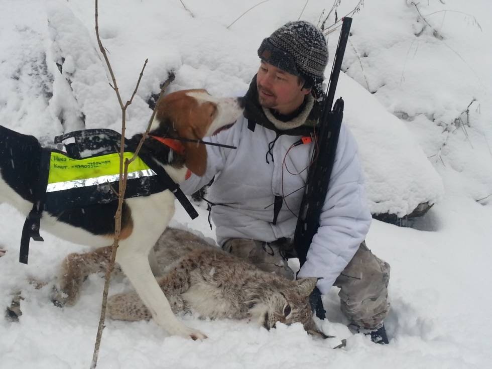 ZITOS FØRSTE: Knut Oddvar Nes fra Treungen fikk æren av å skyte den første gaupa for foxhounden Zito. Det var en hanne på 18,3 kilo skutt i et meget krevende terreng ved Skålebygda i Tokke kommune. (FOTO: BIRGER ORMESTØYL