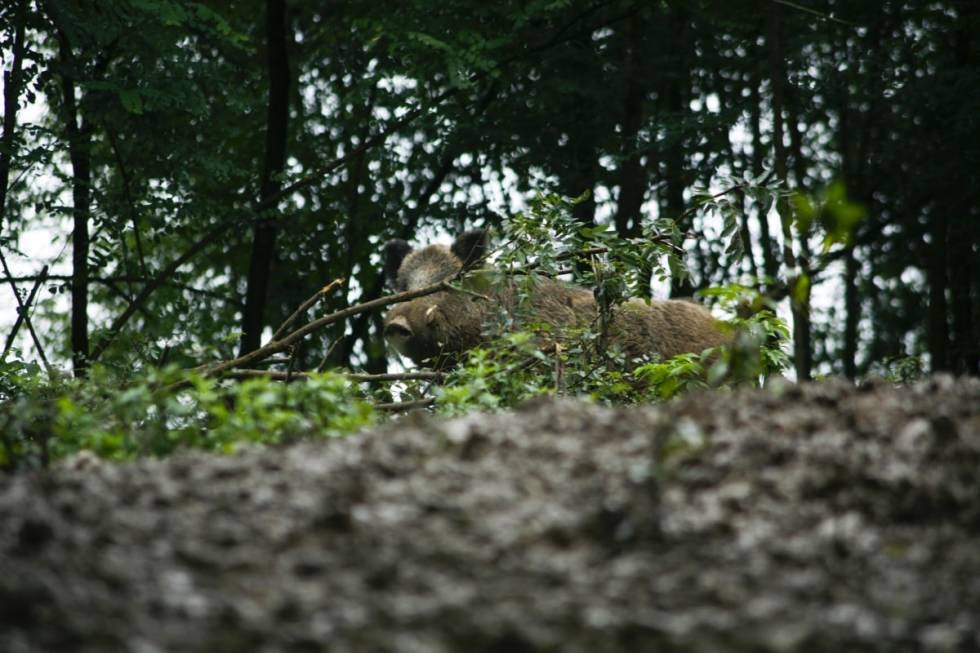 Her en finfin matgris framme på foringsplassen. Vent til den snur seg med bredsiden til, så er svineribba i boks! Her en finfin matgris framme på foringsplassen. Vent til den snur seg med bredsiden til, så er svineribba i boks!