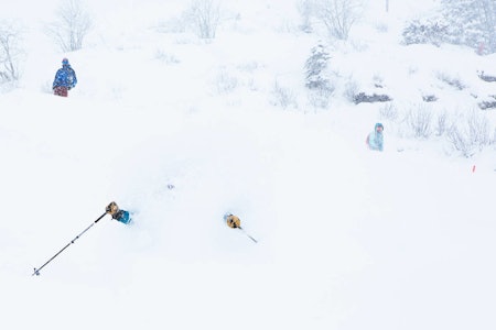 VELG RIKTIG PUDDERSKI: Det er viktig å ha riktige ski på de dypeste dagene. Her finner du ut hva du må huske når du velger ski. Foto: Tore Meirik Skikjører i pudder