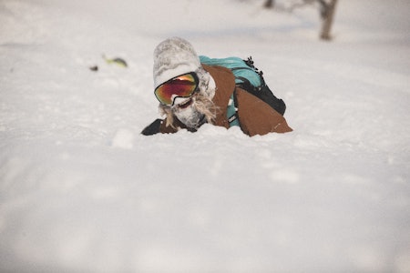 FRISK PUST: Etter fjorårets suksess, er Stinus et selvskrevet navn på årets Norgescup-liste.Foto: K. Kippernes FRISK PUST: Etter fjorårets suksess, er Stinus et selvskrevet navn på årets Norgescup-liste.Foto: K. Kippernes