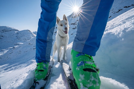 HUND: Fri Flyt-redaktør Henning Reinton mener både hundeluftere og skikjørere også er forente. Foto: Martin Andersen Hund på topptur martin andersen sjogg