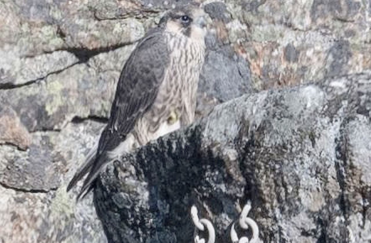Vandrefalkunge over et anker på Hauktjern. Vandrefalkunge over et anker på Hauktjern.