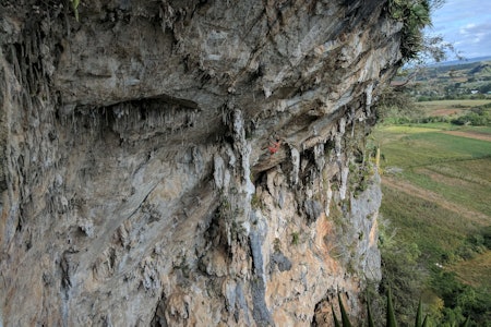 DEN BRATTE KUHULA: Jenrry Sánchez Novo klatrer «One Inch Punch» (8b) i Cueva de la Vaca (Kuhula) i Viñales. Foto: Utlånt fra Yarobys García klatring cuba fjellklatring ingrid faldnes iver gjelstenli