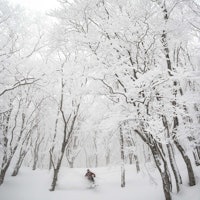 ÅPEN KALENDER: Det er den åpne skogen og snødybden som lokker folk til Japan. Foto: Daniel Rönnbäck