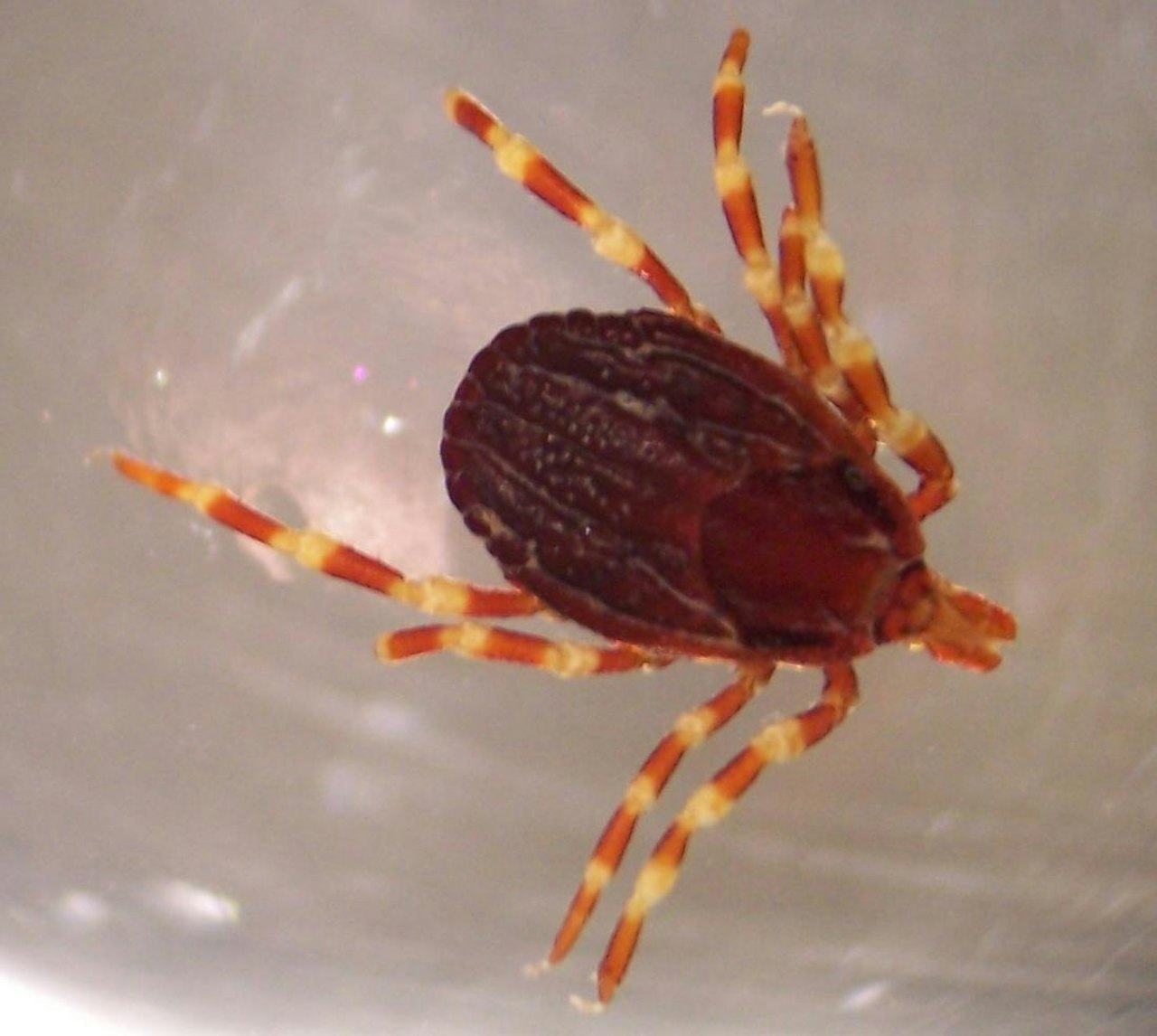 Jaktflåtten Hyalomma_marginatum er tre ganger større enn vanlig flått, og har striper på beina. (Foto: Adam Cuerden) Jaktflått Hyalomma marginatum Foto Adam Cuerden