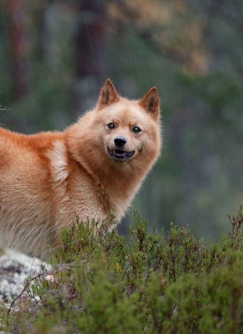Øvingsoppgavene til jegerprøven kapittel 7 gir deg anledning til en test på kunnskapene før du tar Jegerprøveeksamen. finsk spets jakthund jegerprøven jeger quiz jegerprøvespørsmål