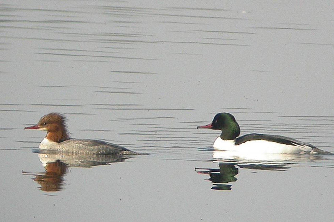 JEGERs quiz gir deg anledning til en test på kunnskapene før du tar Jegerprøveeksamen. laksand jegerprøven jeger quiz jegerprøvespørsmål