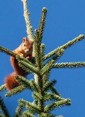 Prøv vår Jegerprøve quiz kapittel 5 om «Artskunnskap» Artskunnskap ekorn jegerprøven quiz kapittel 5