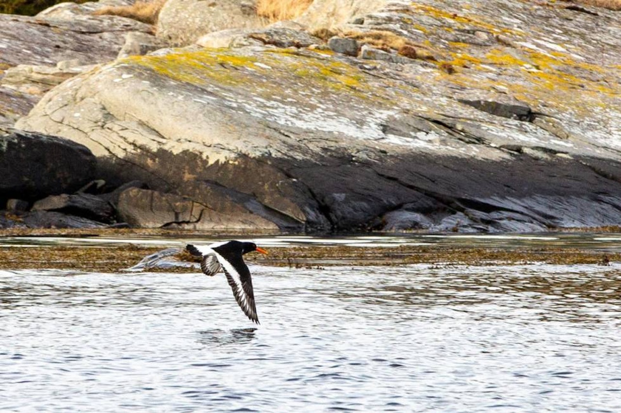 Hva kan du om samling 5 om «Artskunnskap»? Artskunnskap tjeld jegerprøven jeger quiz jegerprøvespørsmål