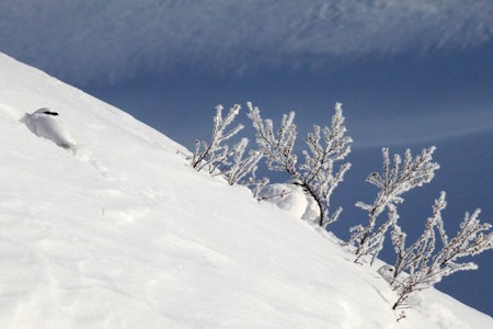 fjellrype vinterrype fotokonkurranse foto Åsgeir Størdal