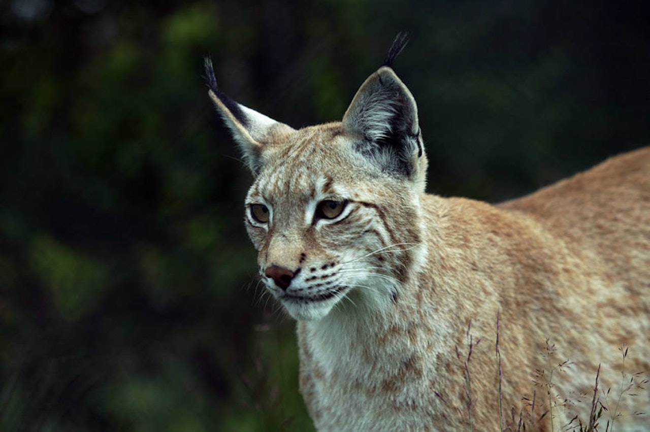 JEGERs quiz gir deg anledning til en test på kunnskapene før du tar Jegerprøveeksamen. Gaupe jegerprøven jeger quiz jegerprøvespørsmål