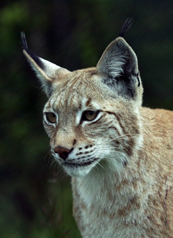 JEGERs quiz gir deg anledning til en test på kunnskapene før du tar Jegerprøveeksamen. Gaupe jegerprøven jeger quiz jegerprøvespørsmål