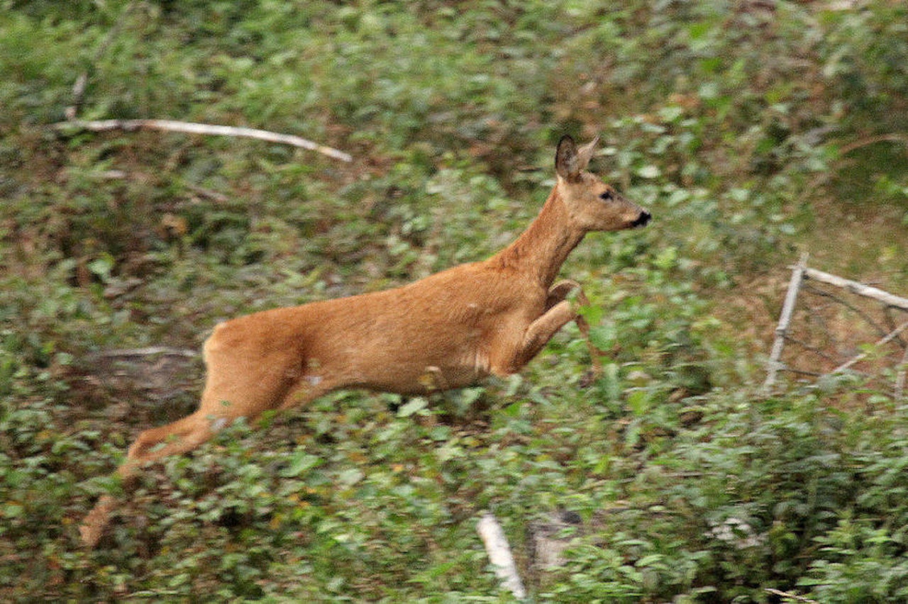 Hva kan du om Jegerprøvens kapittel 3 «Human og sikker jakt i praksis»? rådyr dyr i bevegelse jegerprøven jeger quiz jegerprøvespørsmål