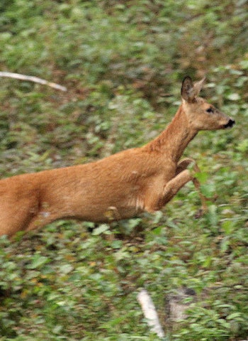 Hva kan du om Jegerprøvens kapittel 3 «Human og sikker jakt i praksis»? rådyr dyr i bevegelse  jegerprøven jeger quiz jegerprøvespørsmål