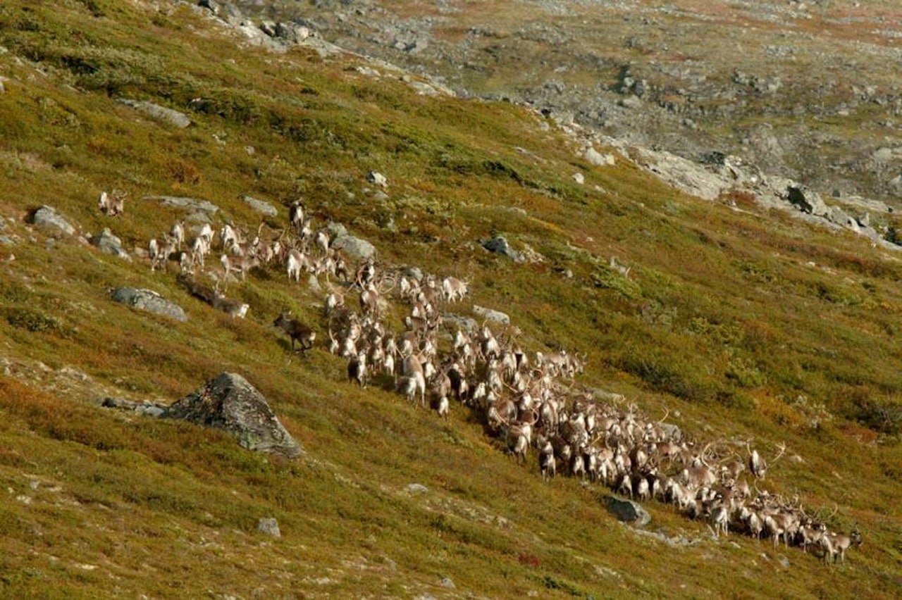 Reinsflokk som løper i fjellside