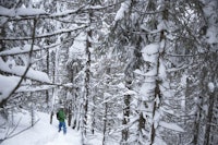 TJUKT: Stian Skinnes Fossen konstaterer at Norefjells skog ofte er for tett. TJUKT: Stian Skinnes Fossen konstaterer at Norefjells skog ofte er for tett.