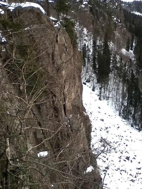 kolsaaspinakkelen kolsaaspinakkelen