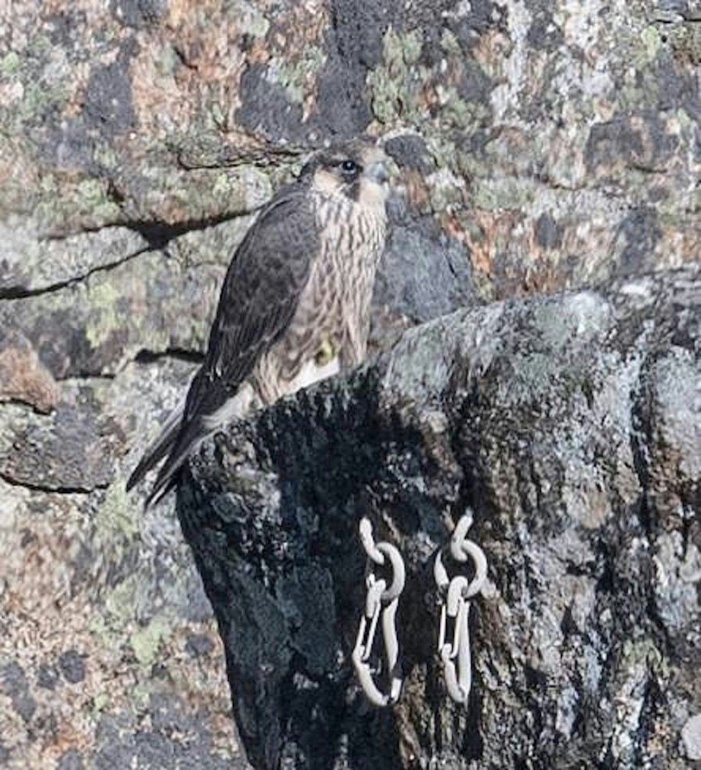 vandrefalk vandrefalk