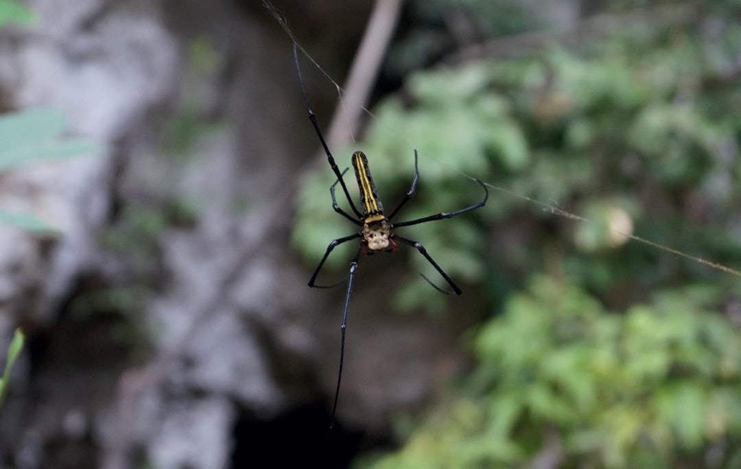 KRYP: Edderkopper i Laos er heldigvis ikke giftige. For det er mange av dem. Foto: Stefan Engelhardt