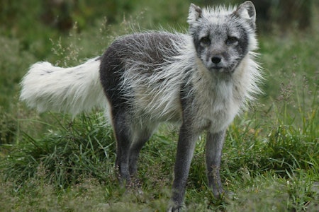 Jegeren i 40-årene må 90 dager i fengsel og mister jaktretten i 3 år etter å ha avliva en fjellrev. (Ill.foto: Åsgeir Størdal) fjellrev kontrollerte forhold foto åsgeir størdal