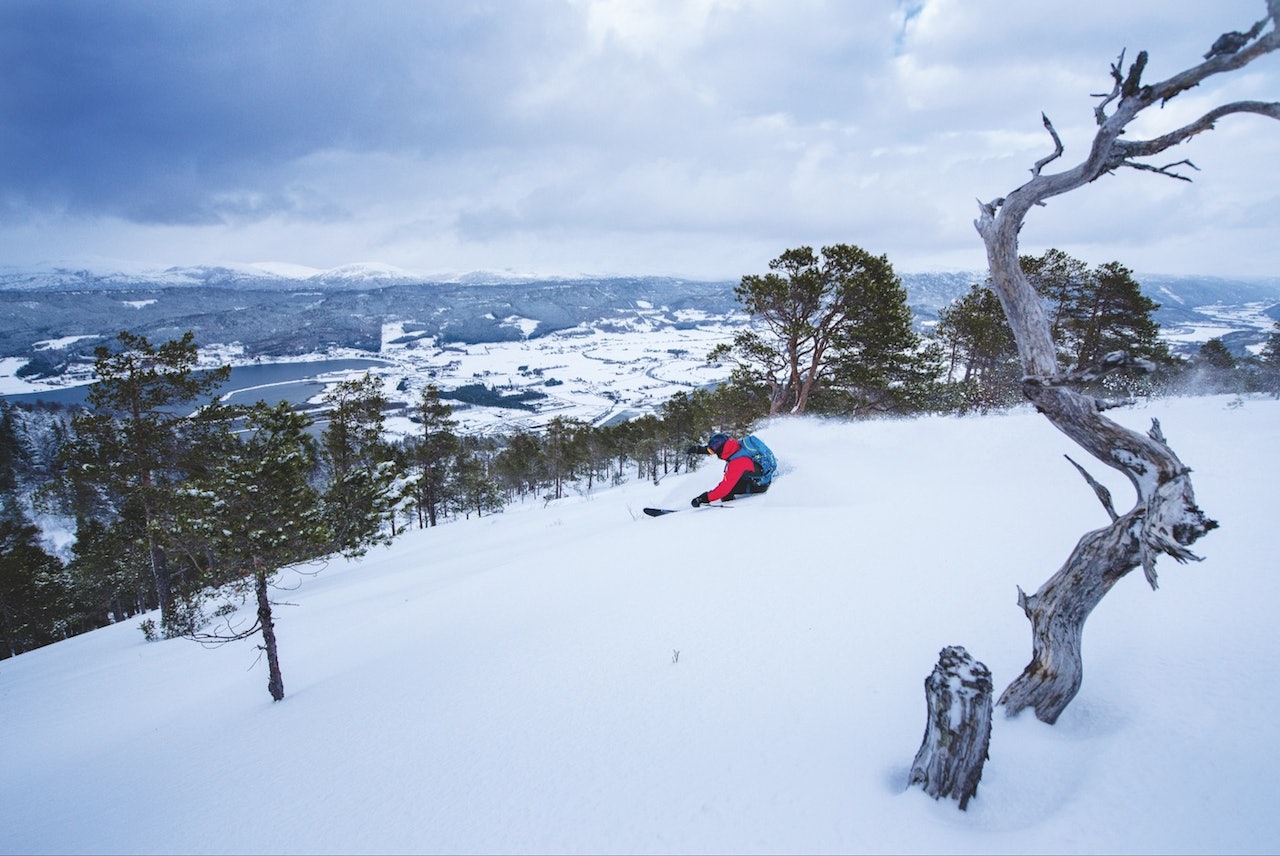 FURUKOS: Tore Korsnes setter fart ned gjennom puddersnøen i den fine furuskogen i Surnadal alpinsenter. Surnadalsøra og Surnadalsfjorden i bakgrunnen. Foto: Martin Innerdal Dalen Surnadal alpinsenter